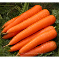 Best Price Carrots For Wholesale Export Chinese Natural Fresh Carrots